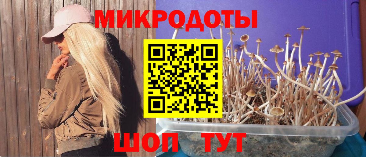 Знаменск  Псилоцибиновые грибы мицелий  Псилоцибиновые грибы ЛСД  Вход с VPN 